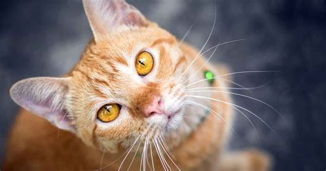 20 Kitty Facts about the Orange Tabby Cat - We Love Cats and Kittens