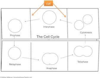 Cell Cycle Graphic Organizer- Cell Cycle And Mitosis by Interactive Science