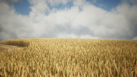 Ripe yellow rye field under beautiful summer sunset sky with clouds 6117537 Stock Video at Vecteezy