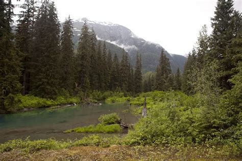 Bear Watching at Fish Creek Wildlife Observation Site in Hyder, Alaska