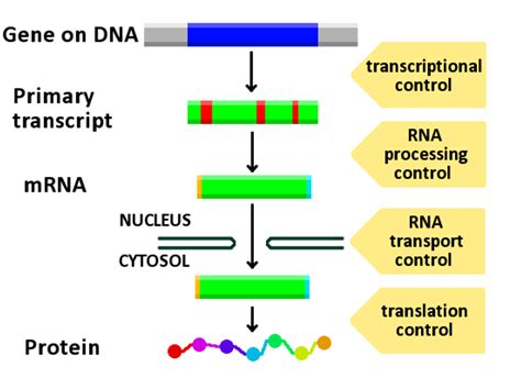 Principles of Biochemistry/Expression of gene - Wikibooks, open books for an open world