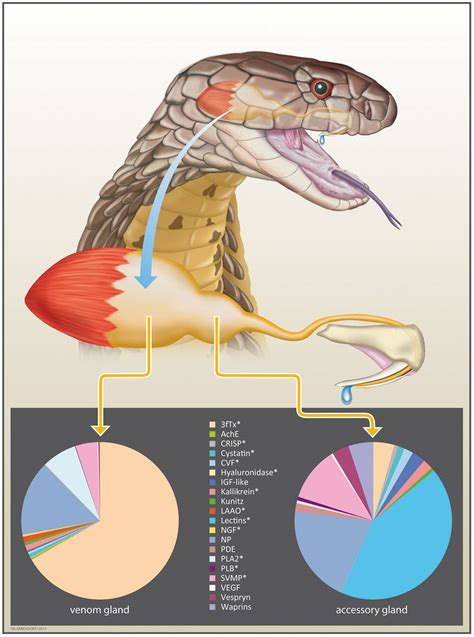 How Does King Cobra Venom Work?