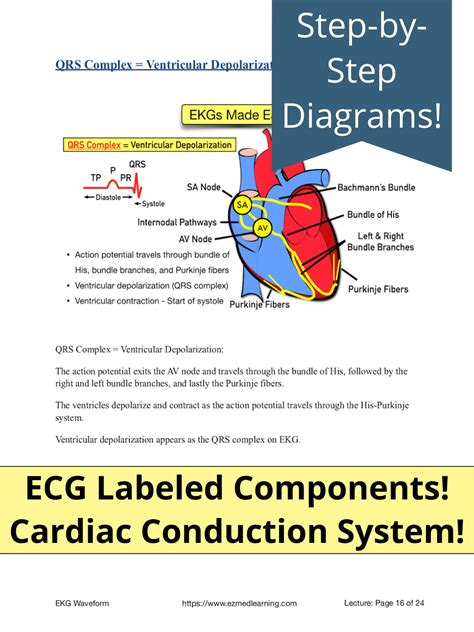 ECG Waveform Explained PDF: EKG Labeled Diagrams, Components, Waves, Intervals, and Segments — EZmed