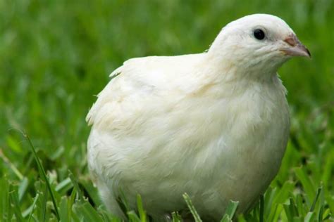 Best Quail Breeds For Pets and Eggs – Farm Animal Pet