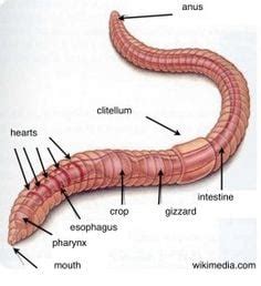 Red Worm Anatomy - Eisenia fetida - the Perfect Composting Worm