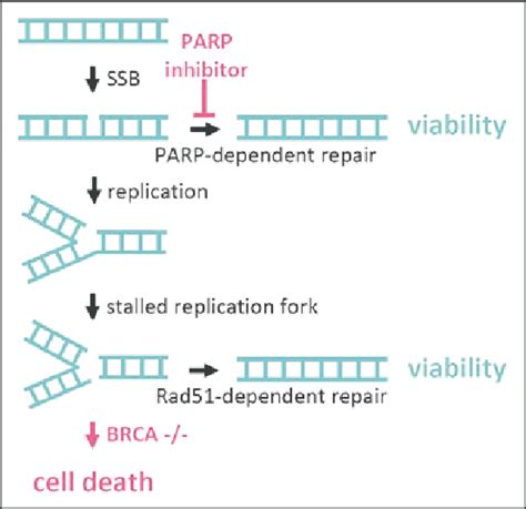 An example of synthetic lethality in DNA repair pathways, as observed... | Download Scientific ...