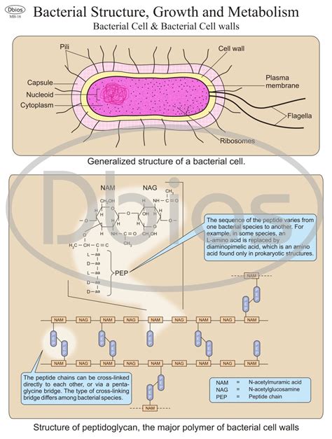 Microbiology Charts -Pioneers – For Classes, Not Masses