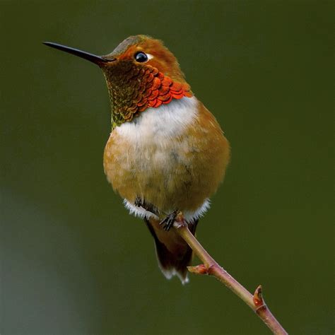 Rufous Hummingbird Migration Range, Diet, Facts, Pictures