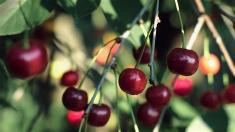 How To Maintain Cherry Tree - About Tree