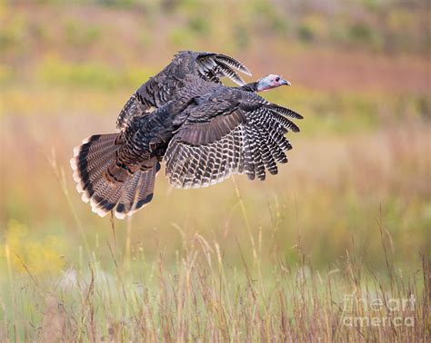 Wild Turkey in Flight Photograph by MyWildlifeLife Dot Com - Fine Art America