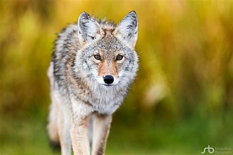 Sidney Blake Photography – Nature, Wildlife, Landscapes & Rural - Alberta Wildlife