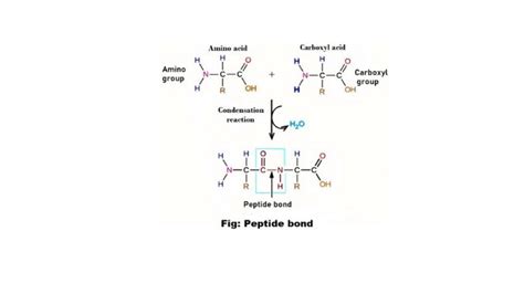 Tripeptide Bond