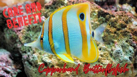 Copperband Butterflyfish Care - YouTube