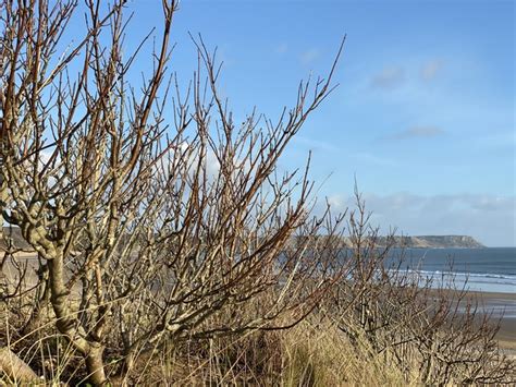 Sand dune vegetation © Alan Hughes cc-by-sa/2.0 :: Geograph Britain and ...