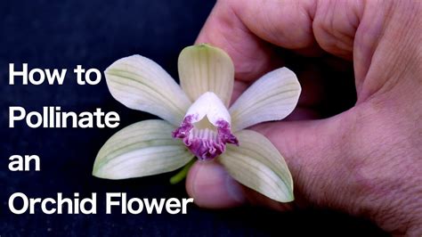 Orchid Flower Structure, and How to Pollinate an Orchid Flower - YouTube