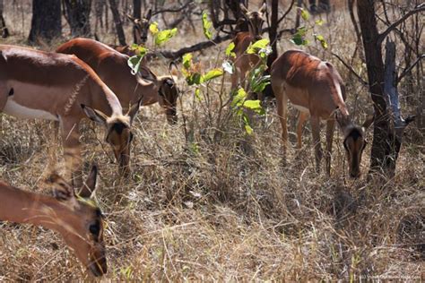 Kruger National Park: A Safari Guide - World Adventurists