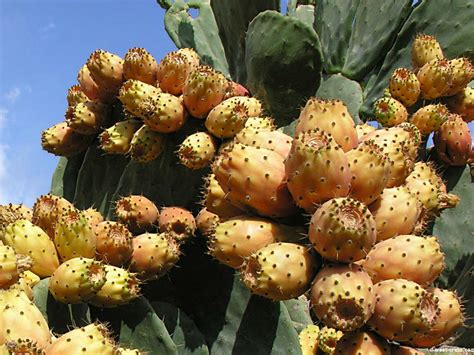 Indian Fig Opuntia: A Fruit and Vegetable Rolled Up into One Plant ...