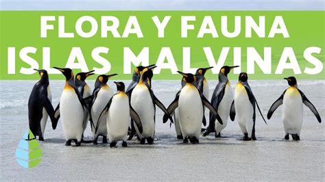 Flora y Fauna de las Islas MALVINAS - YouTube