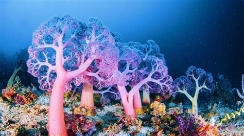 'Rainforests of the Sea': Scientists Discover Hundreds of Deep-Ocean Reefs | Underwater plants ...