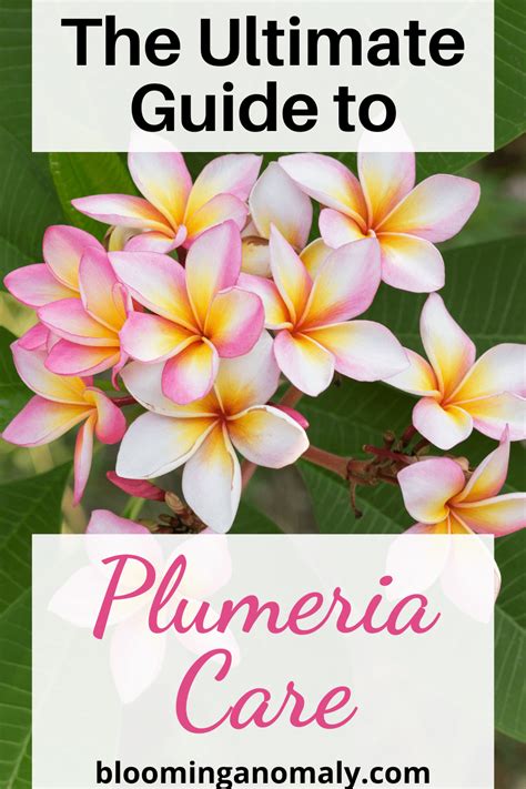 The Ultimate Guide to Plumeria Care - Blooming Anomaly