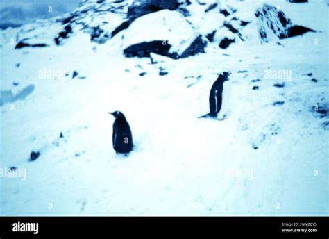 Two penguins on Signy Island ca. 1962 Stock Photo - Alamy