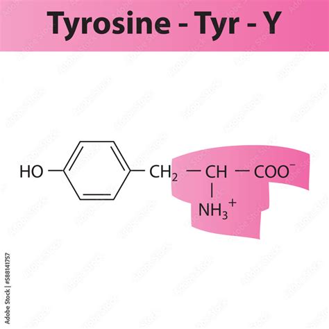 Tyrosine - Tyr - Y amino acid structure. Skeletal formula with amino group highlighted in pink ...