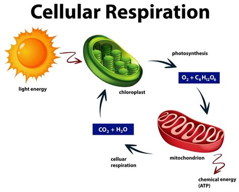 How are Photosynthesis and Respiration Related? | Free Expert Q&A ...