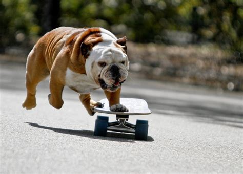 Do English Bulldog Skateboard | Rttwst.org