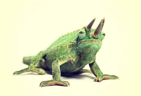 Front View of Jackson`s Horned Chameleon Stock Photo - Image of color, chameleon: 150218660