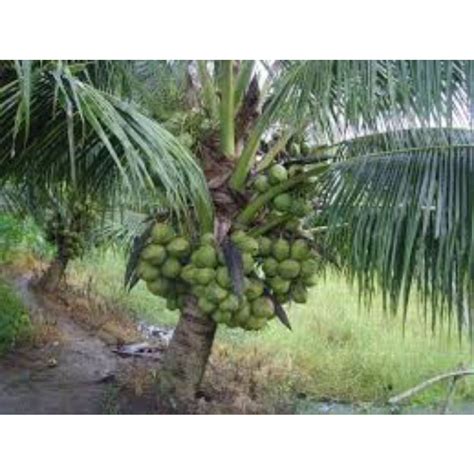 anak pokok kelapa pandan | Shopee Malaysia