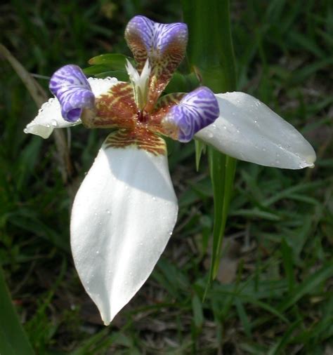 Walking Iris aka Apostle Plant,Iridaceae Neomarica gracilis, live ...