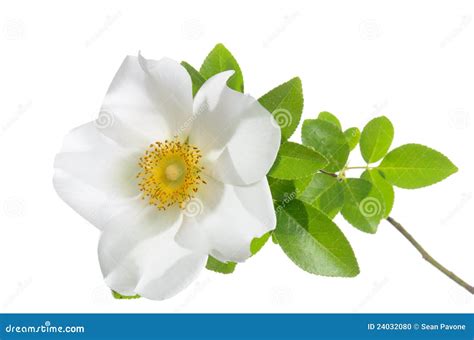 Cherokee Rose Flower Stock Photo - Image: 24032080