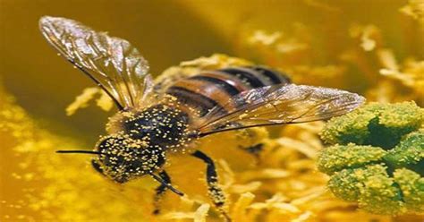 Why Some Himalayan Bees Produce Hallucinogenic "Mad" Honey - Assignment Point