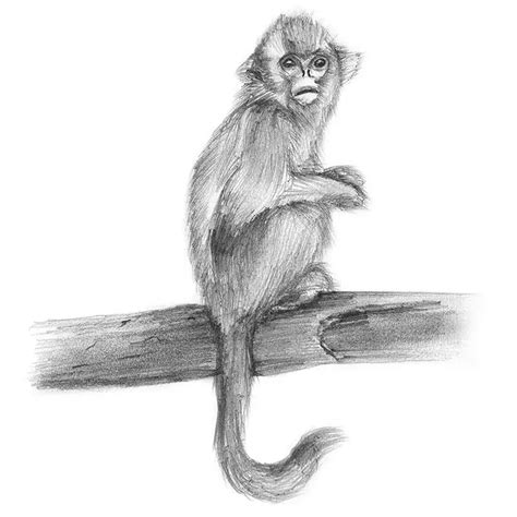 Golden Snub-Nosed Monkey Pencil Drawing - How to Sketch Golden Snub-Nosed Monkey using Pencils ...