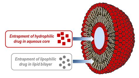 Liposomes and Their Applications | Anton Paar Wiki