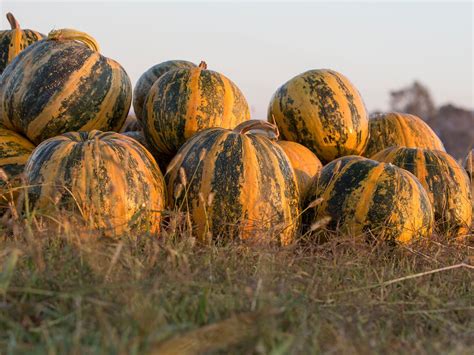 Australian Pumpkin Seed Company - Bright