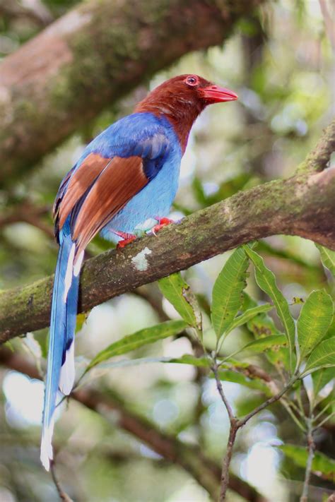 File:Thimindu 2010 02 20 Sinharaja Sri Lanka Blue Magpie 1.jpg - Wikimedia Commons