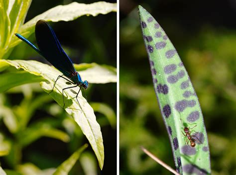 Insect Photography Tips – How to Capture Cool Critters