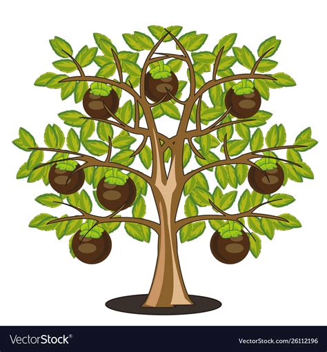 Fruits mangosteen on tree white background Vector Image