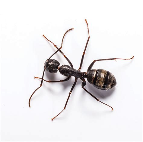 Carpenter Ant Identification & Info | Bug Out - Pest Control and ...