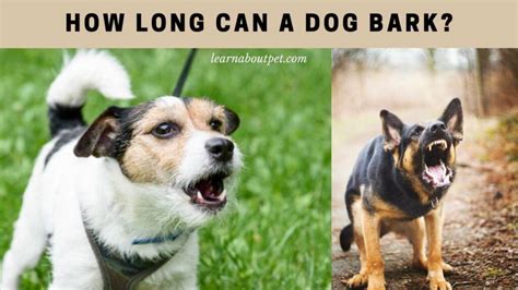 How Long Can A Dog Bark? 25 Interesting Dog Barking Facts