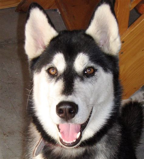 The Siberian Husky is known for its many coat colors and patterns, all ...