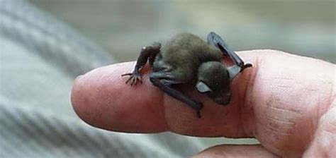 The world's smallest bat, the bumble bee bat, weighs just a bit more ...