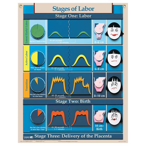 Stages Of Labor Diagram