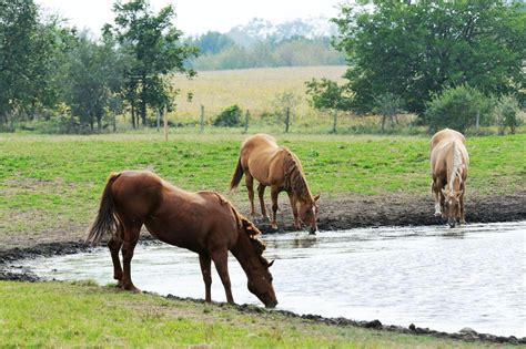 You Can Lead a Horse to Water… (Horse Hydration 101)