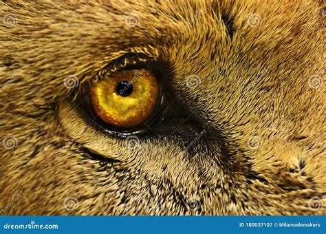 Macro Close Up of a Lions Eye Showing Bright Yellow Colors and Lots of ...