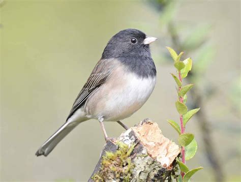 Dark-eyed Junco - Song | Facts | Diet | Nest | Range | Habitat - Bird Baron