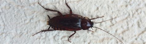 Smoky Brown Cockroach Information | Cook's Pest Control