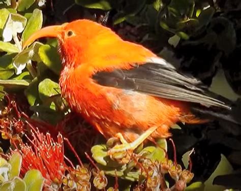 I'iwi Bird — The Wonder of Science