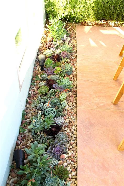 50 Best Succulent Garden Ideas for 2022